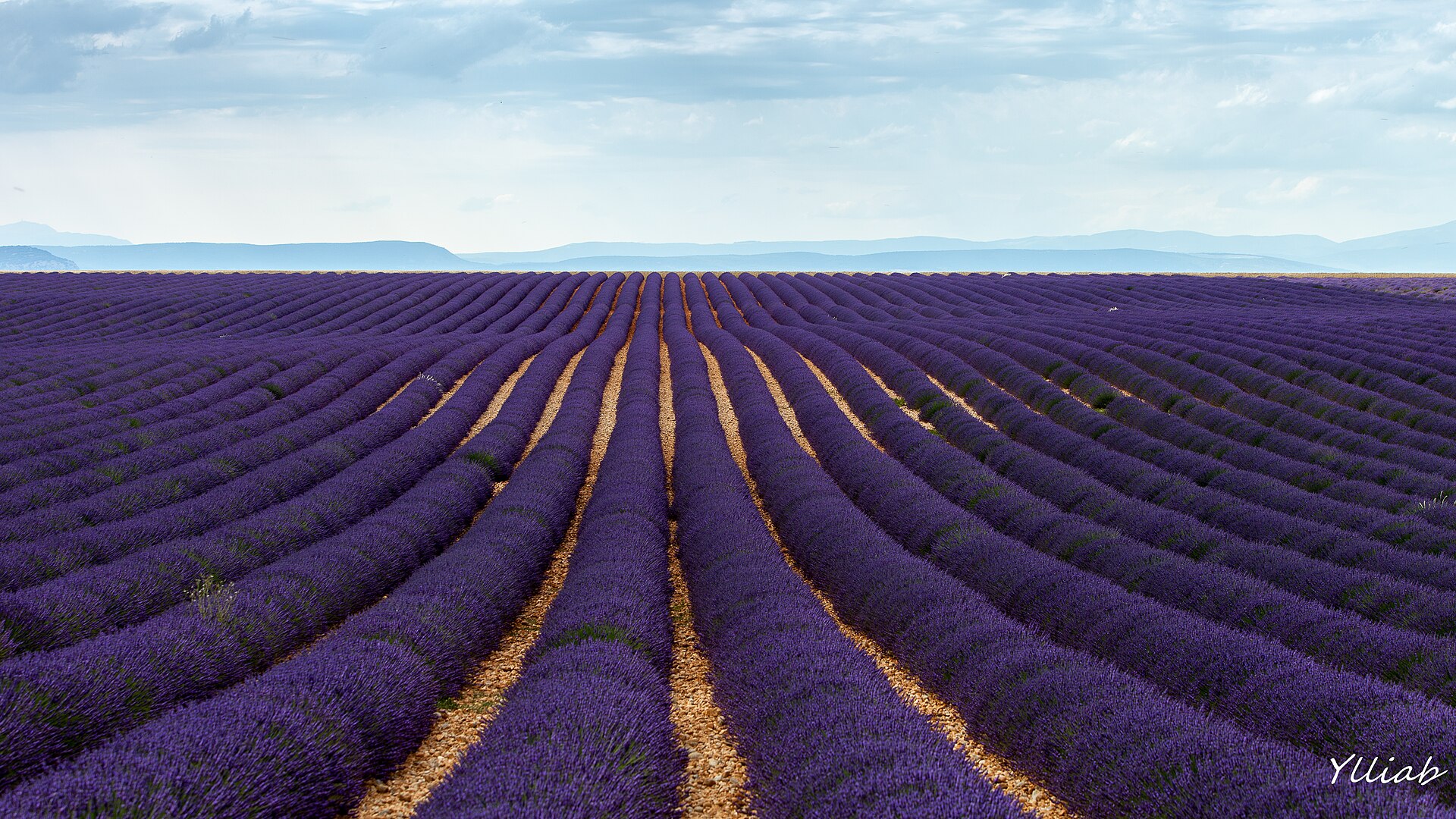 Lavender fields on the Plateau de Valensole, Provençe
